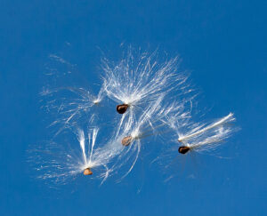 Milkweed seeds floating through the air