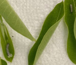 Tiny Monarch Caterpillars on Common Milkweed leaves