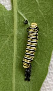 Newly shed Monarch caterpillar on a Common Milkweed leaf, with head capsule and skin shed.