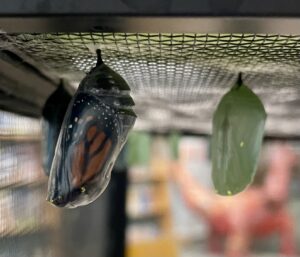 Monarch chrysalises - one green, one with the wings and body showing through.