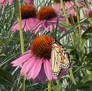 Monarch resting on purple coneflower