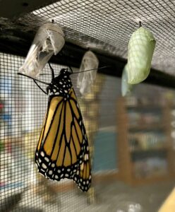 Newly emerged Monarch butterfly