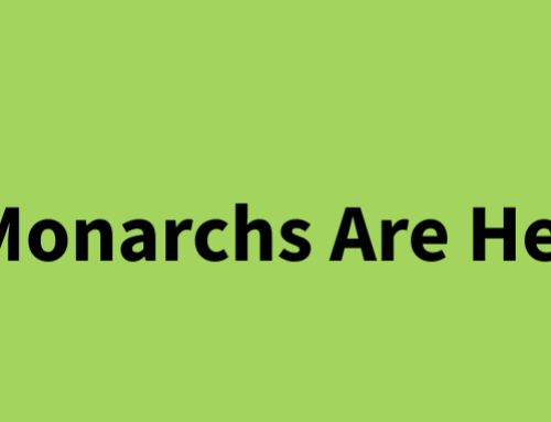 The Monarchs Are Here!