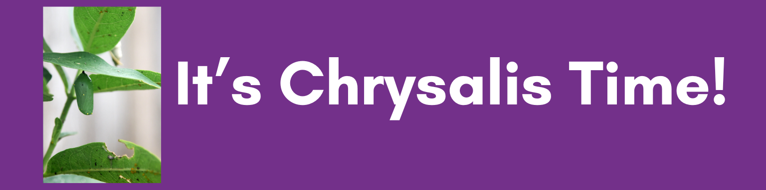 [It's Chrysalis Time!]