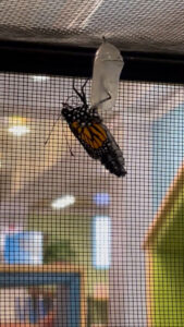 [Newly emerged monarch butterfly]